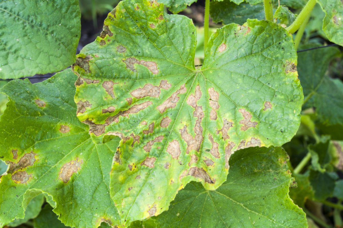 A plant leaf shows signs of disease