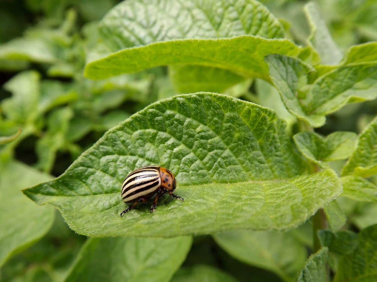 A potato beetle on a potato leaf