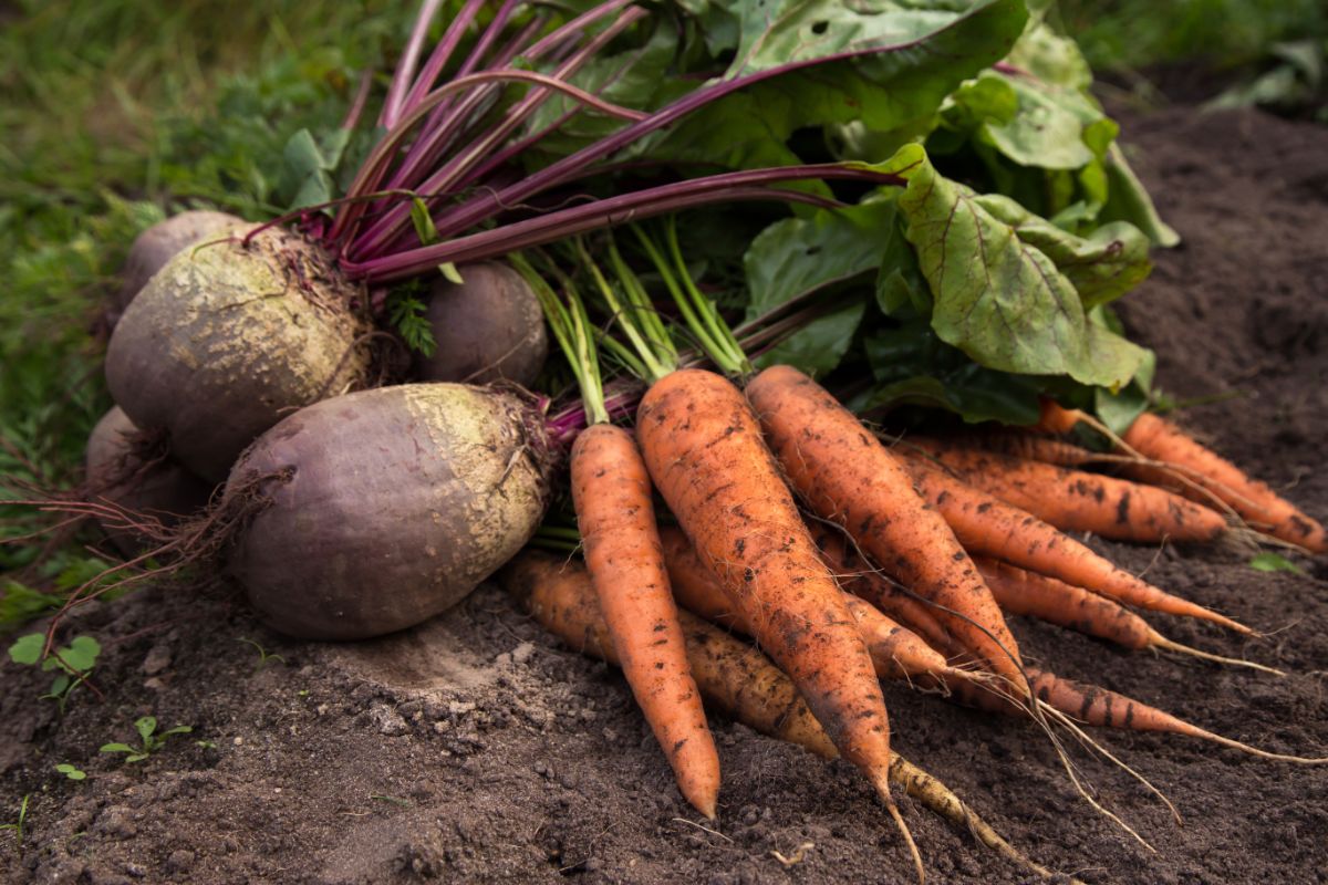 Large, well-formed root crops of carrots and beets grown in compost
