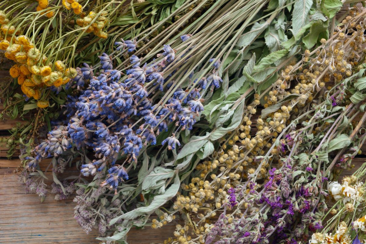 bundles of fresh dried herbs laid together on a table