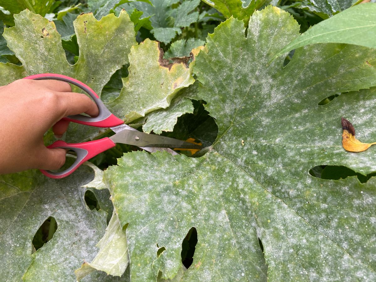 Spotty powdery mildew overtaking a large squash leaf