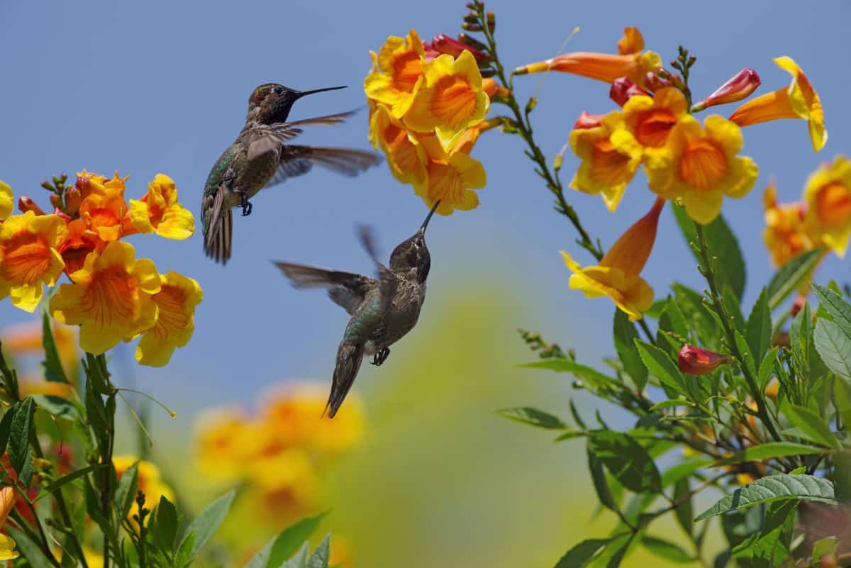 Two hummingbirds feed at a bright yellow flower