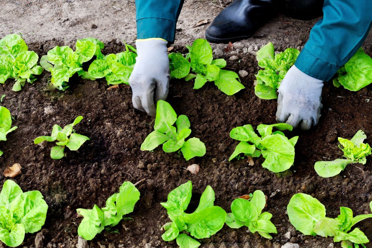 A gardener weeding around lettuce plants in a fall garden