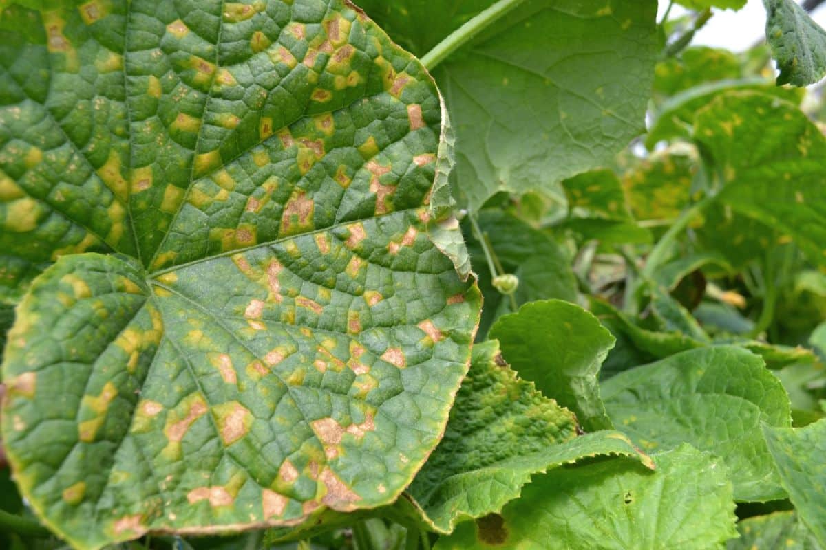 Yellow dead spots on leaves indicate downy mildew disease