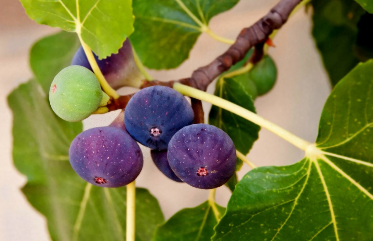 A fig ripens on a miniature fig tree in a small garden