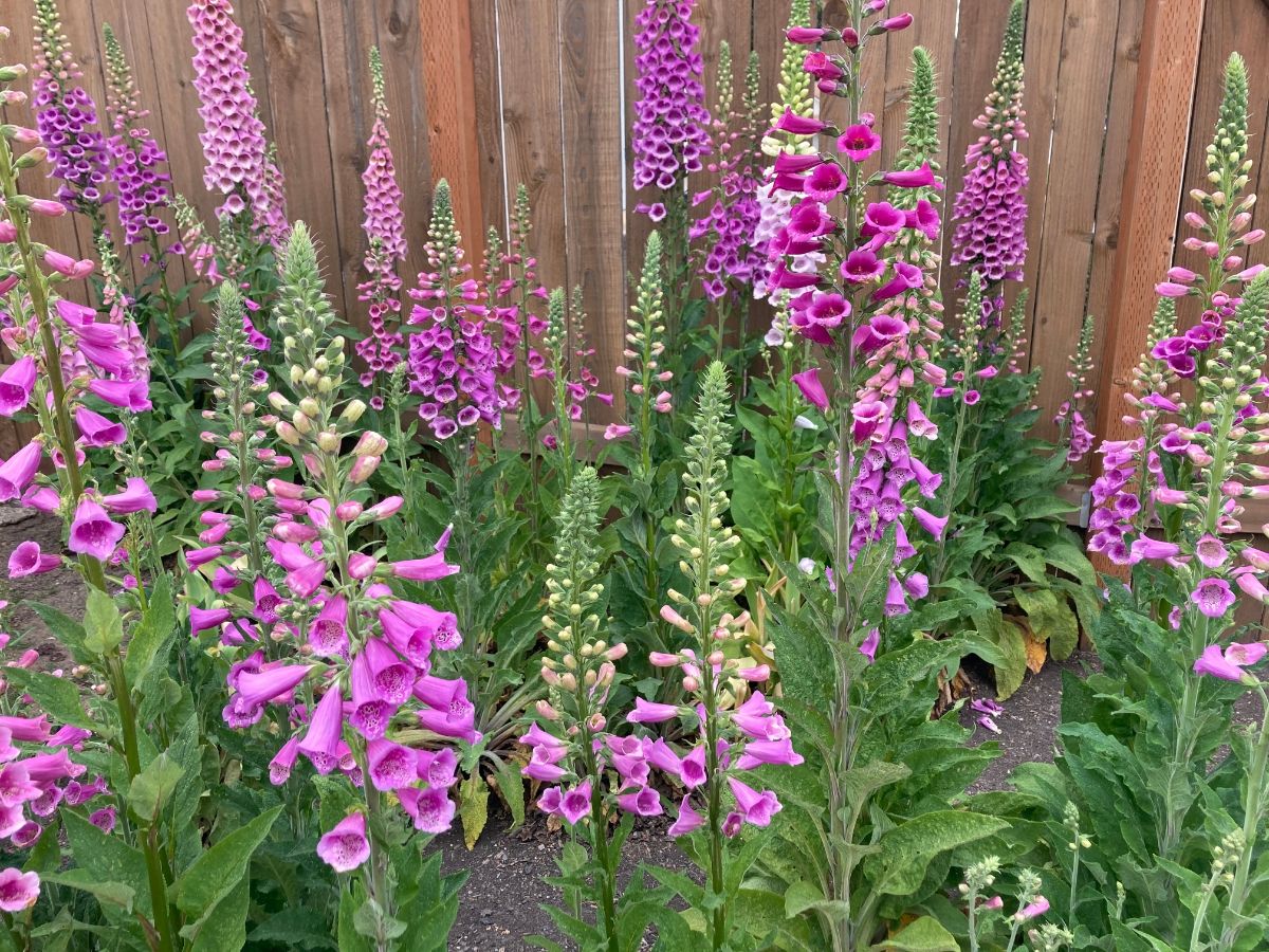 Long, tubular flowers are good for hummingbirds because of their beak shape