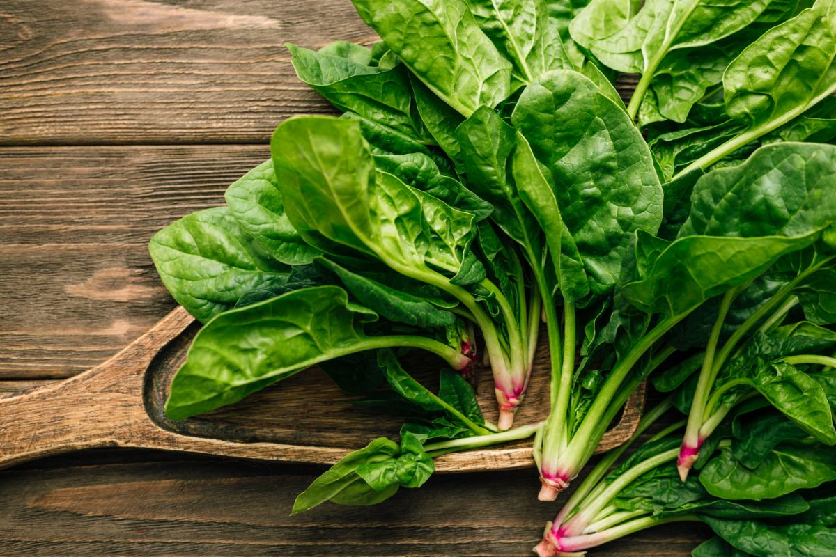 A fresh harvest of fall garden spinach