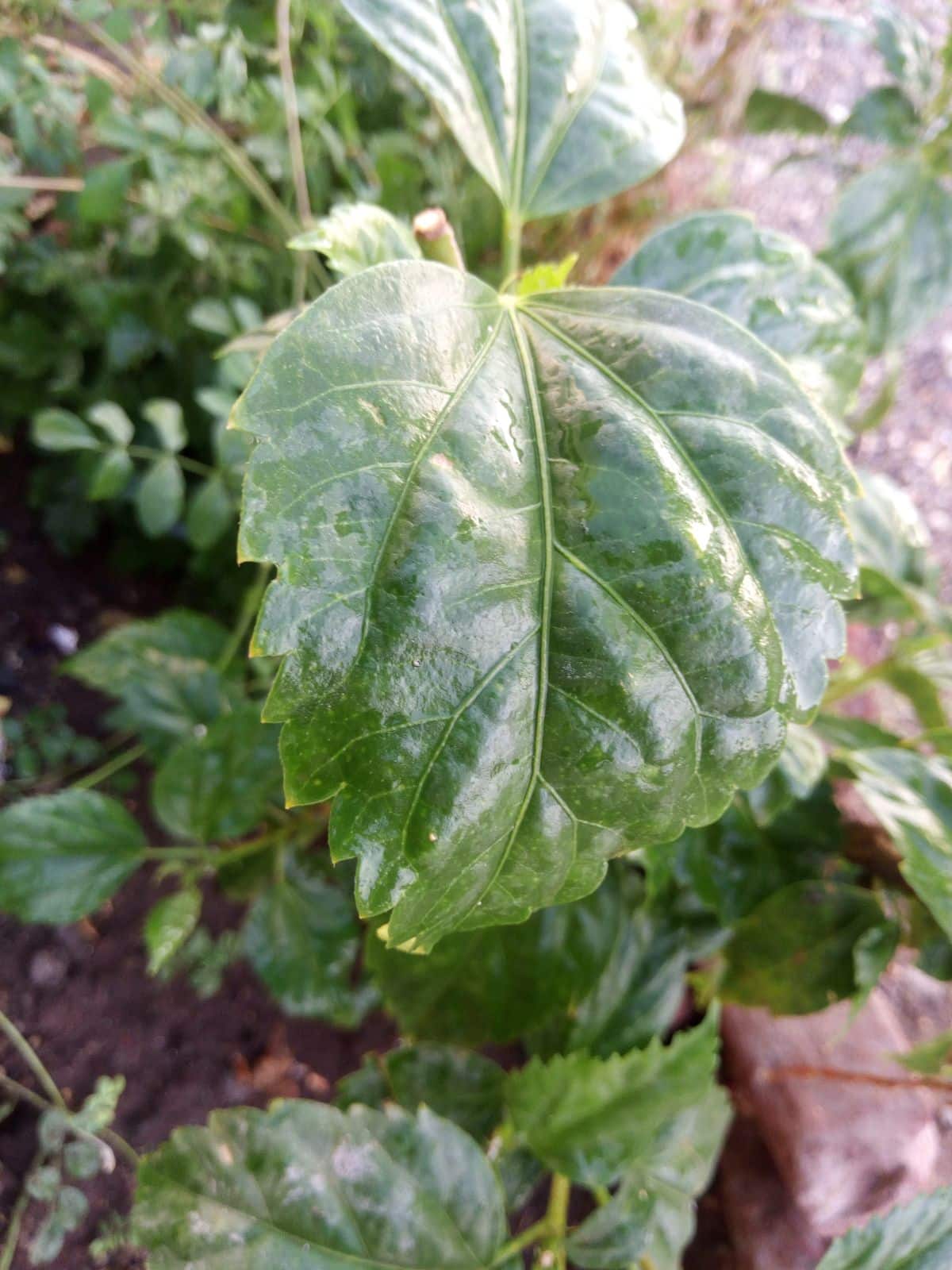 Powdery mildew caused by high humidity