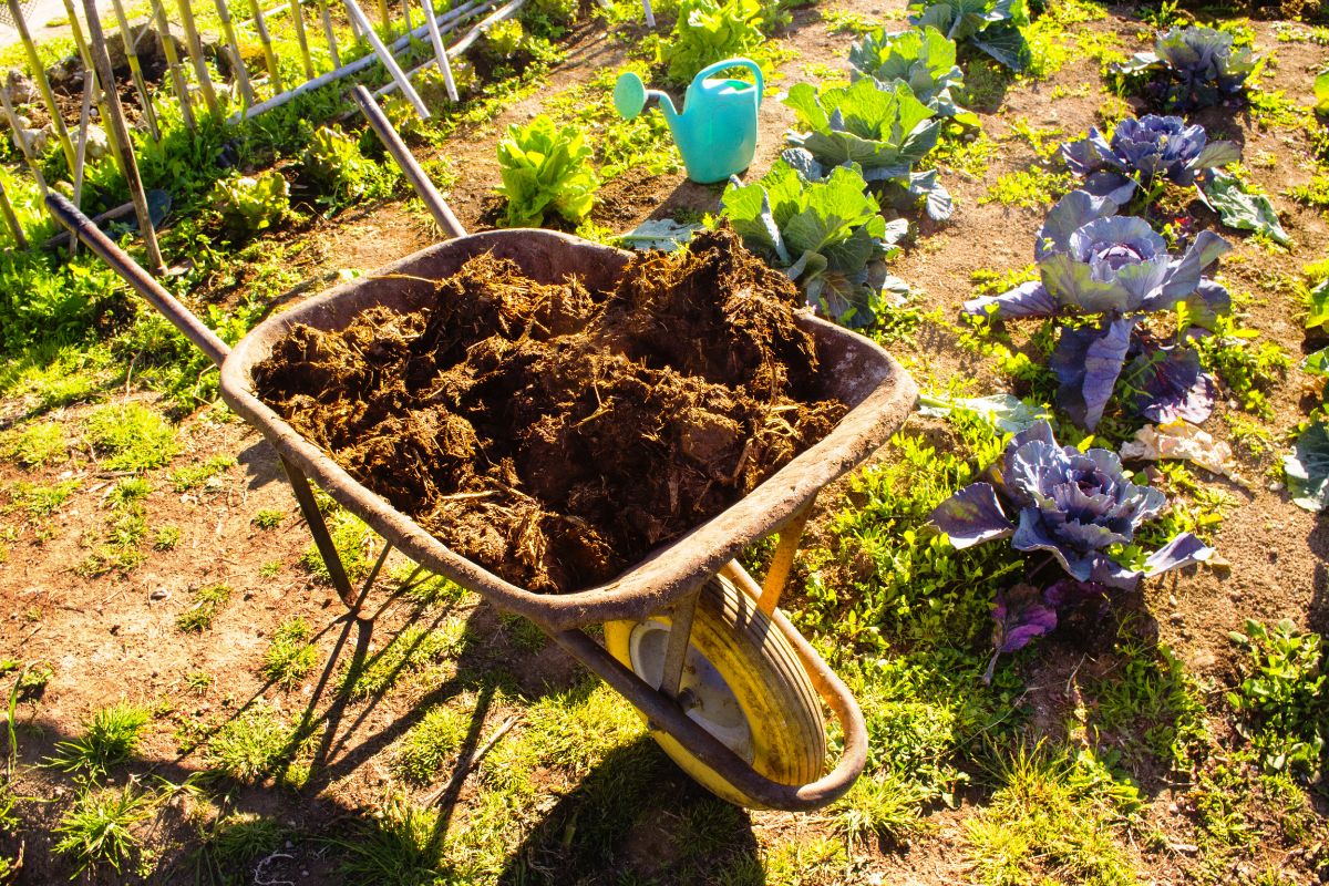 A wheelbarrow with manure next to a garden full of plants