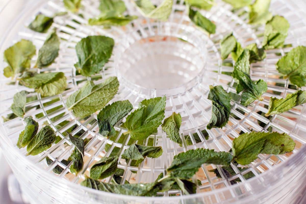 Mint herb leaves laid out on a dehydrator drying rack