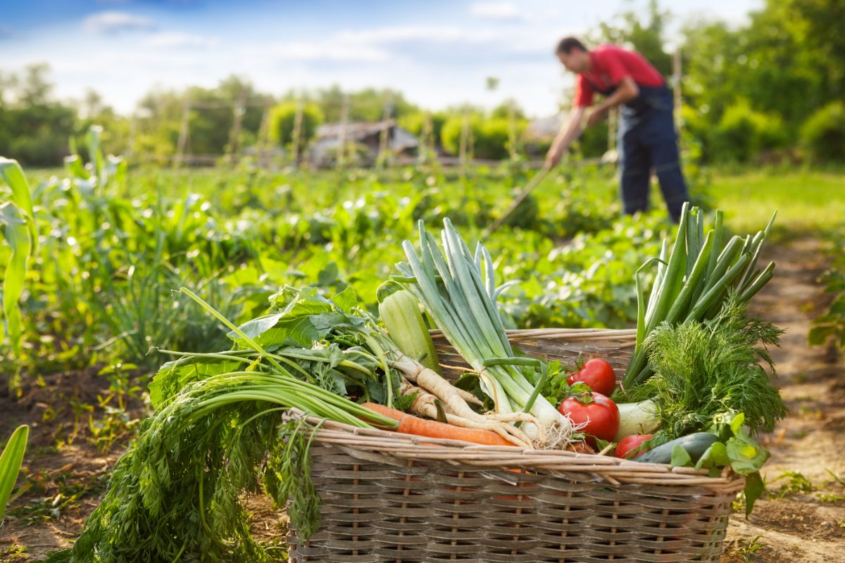 A basket of harvested fall garden produce