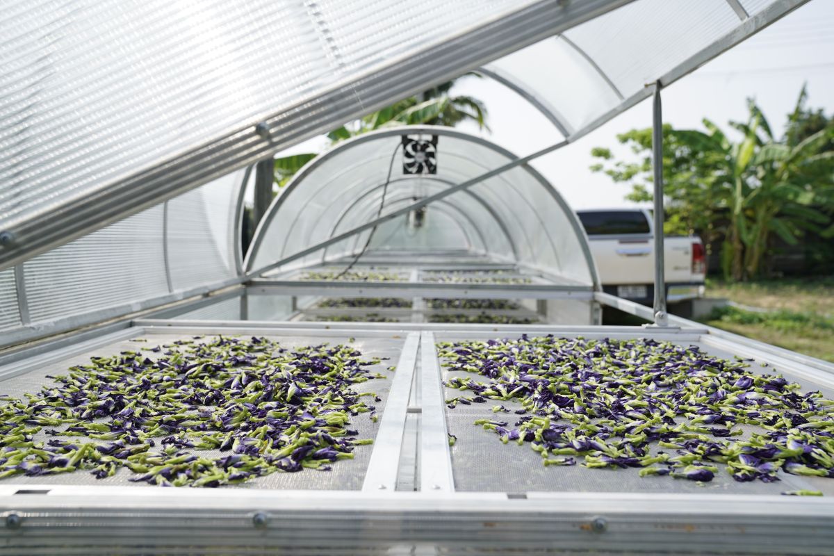 Lavender flowers laid out on screens for drying