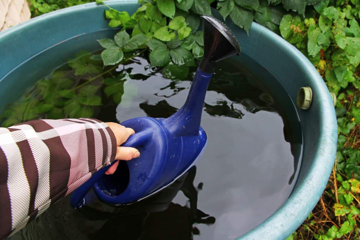 A gardener dipping a watering can into a rain barrel for watering plants