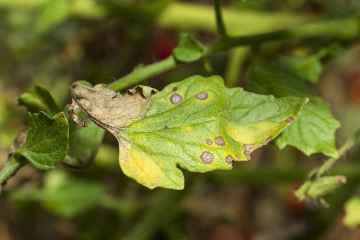 spots of fungal blight on a tomato leaf 