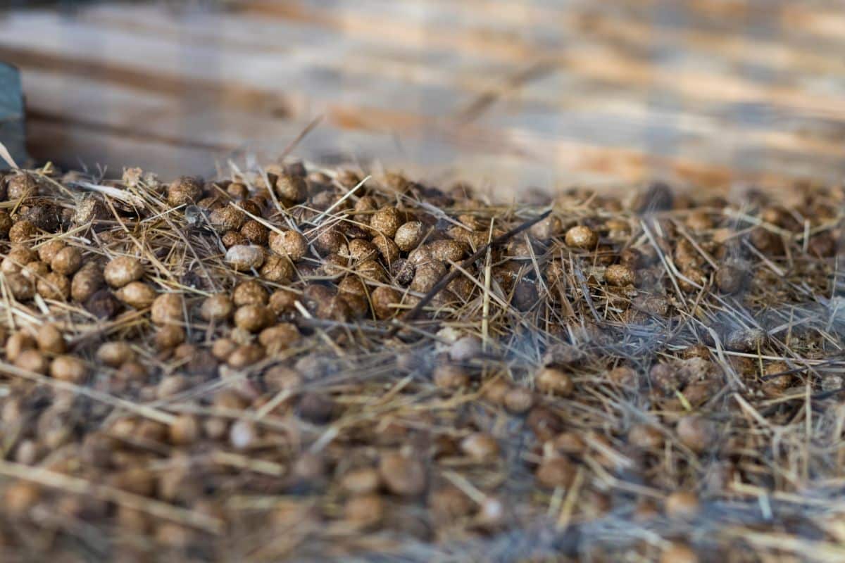 Natural rabbit manure pellets ready to use on the garden