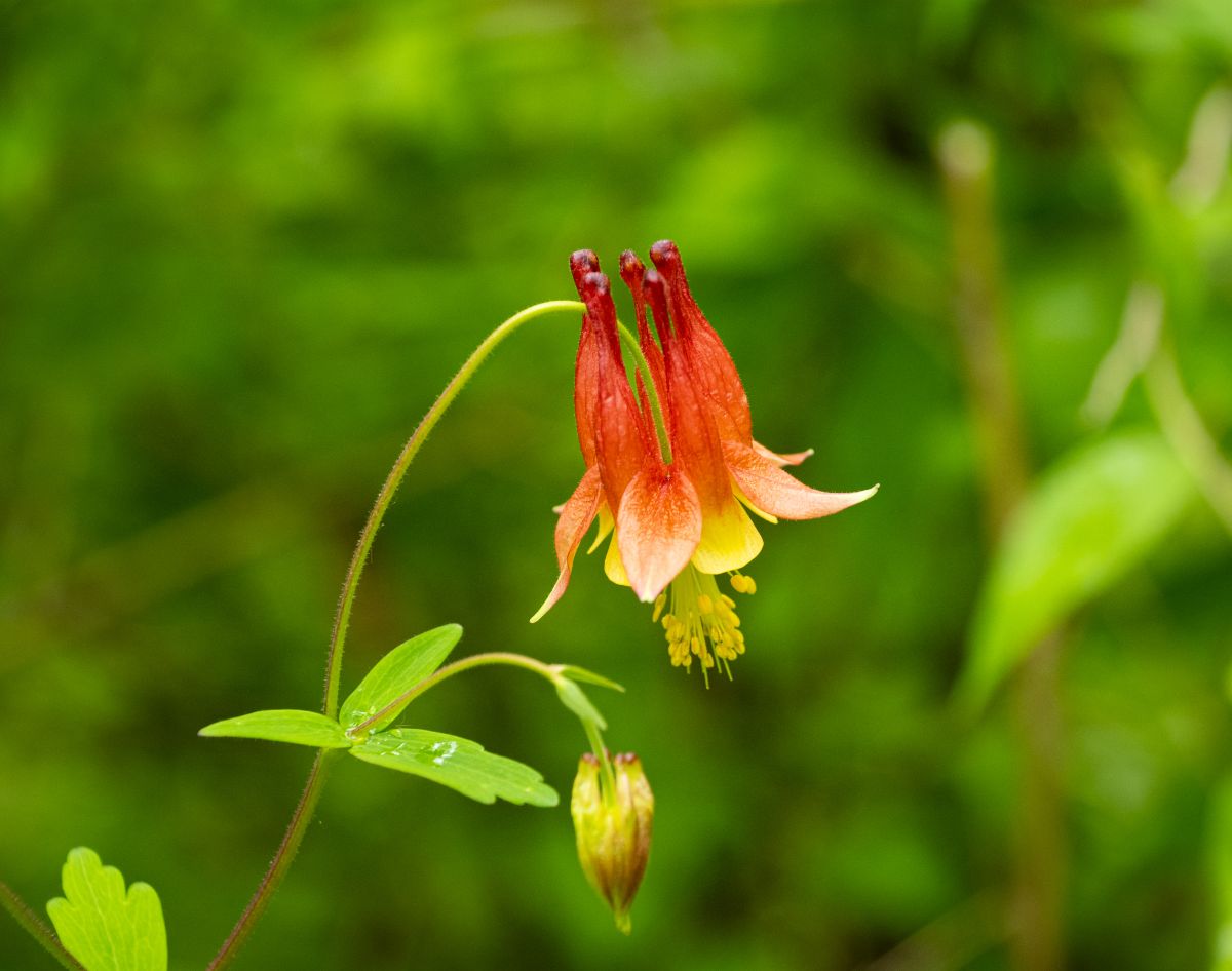 Native columbine is a good flower for native hummingbirds