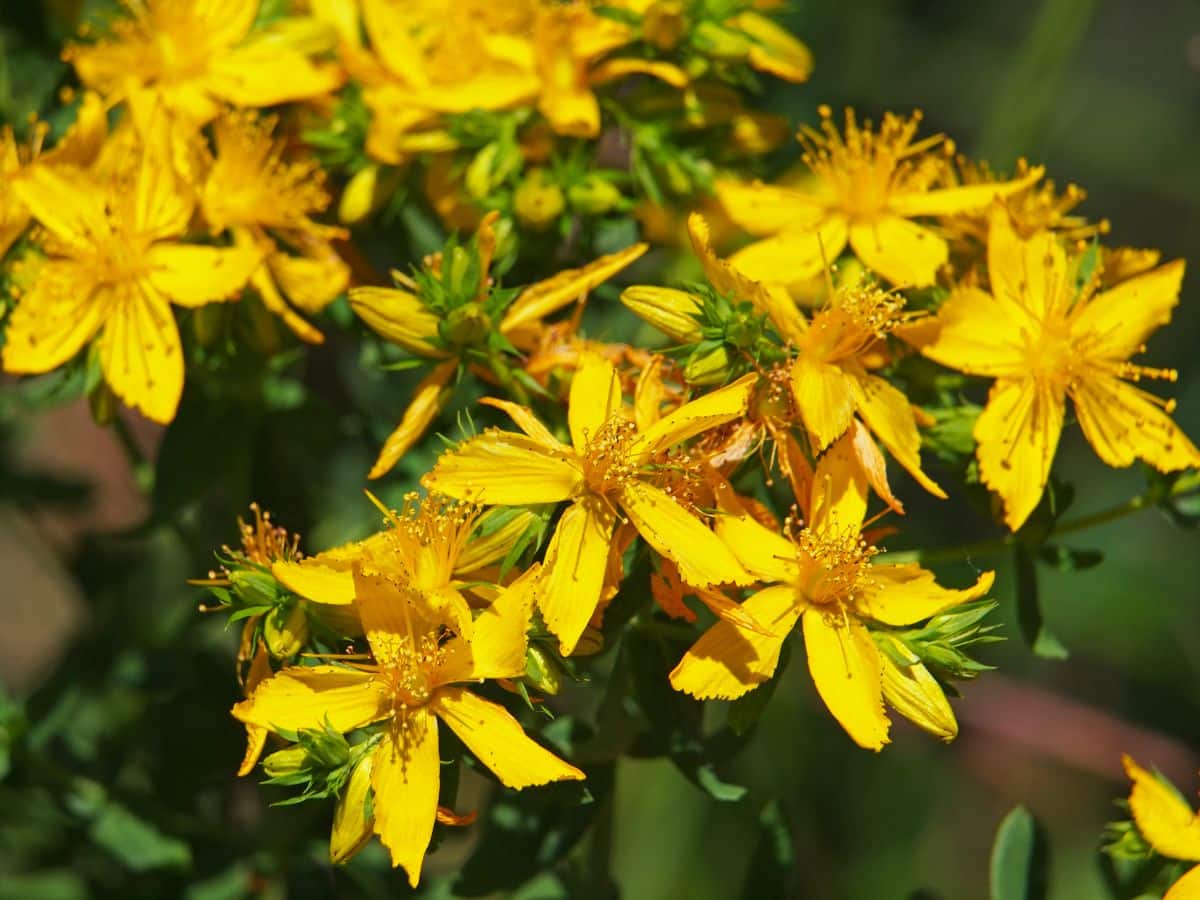 Yellow St John's Wort flowers in a shady dry garden bed