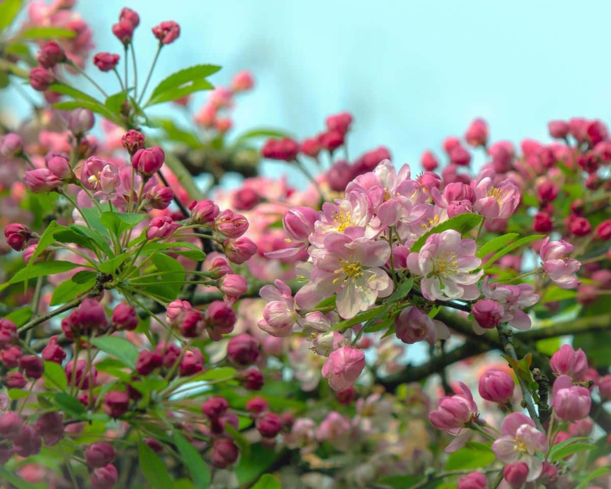 Beautiful pink blossoms fill a crab apple tree in the spring