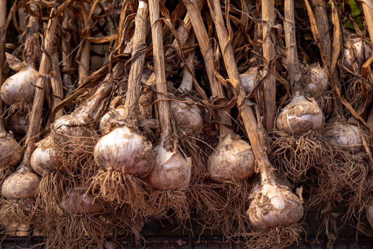 Heads of garlic hung to sure for winter storage