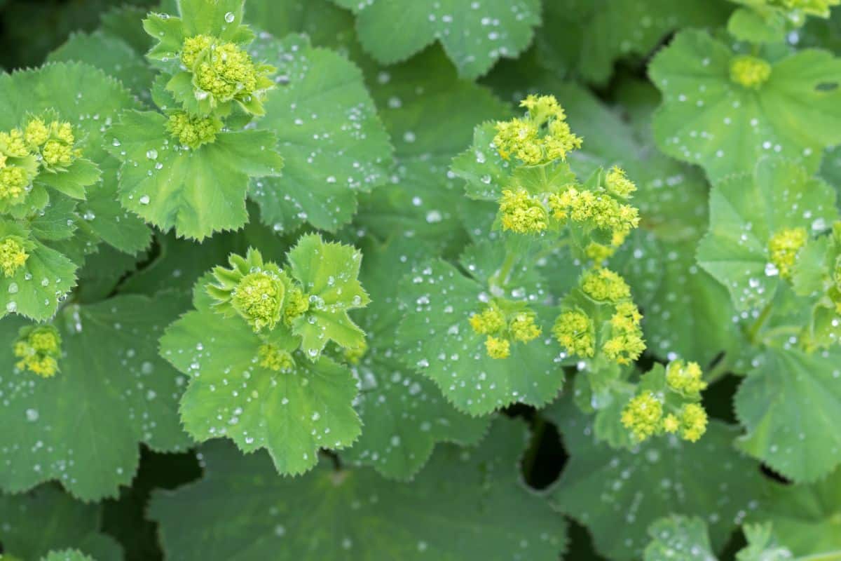 Water droplets on the leaves of Lady's Mantle, which is part of how it got its name