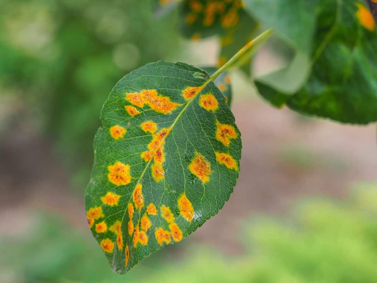 Fungal rust in yellow patches on the leaf of a plant