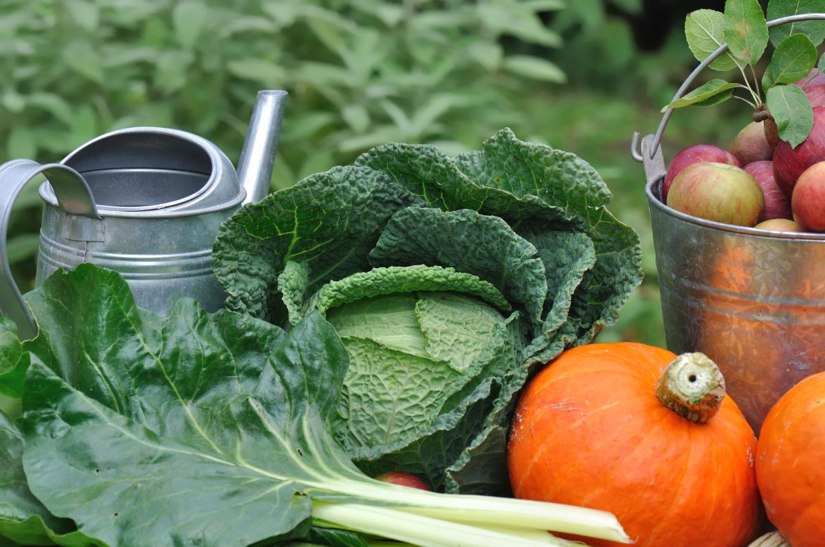 A variety of fall-harvested produce including cabbage and Asian greens