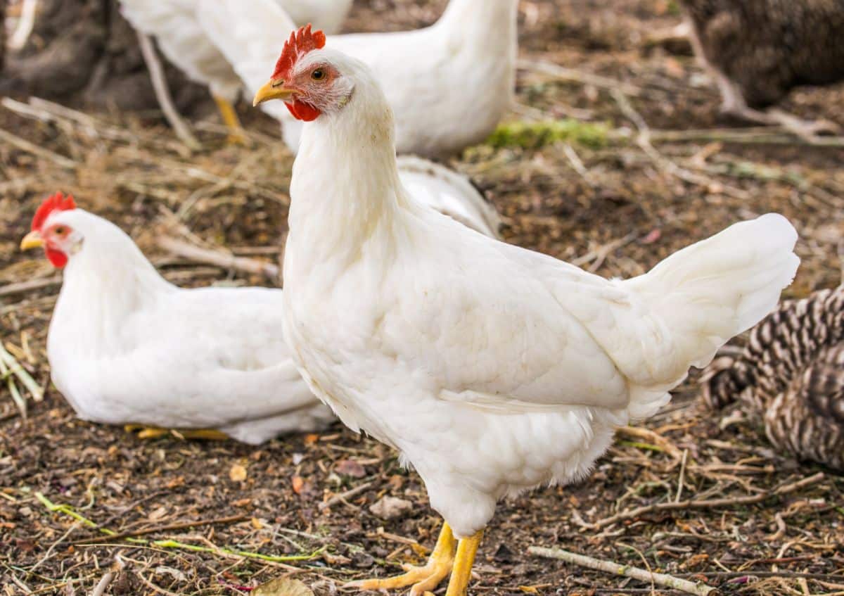 A flock of chickens adding their donation to the garden cause