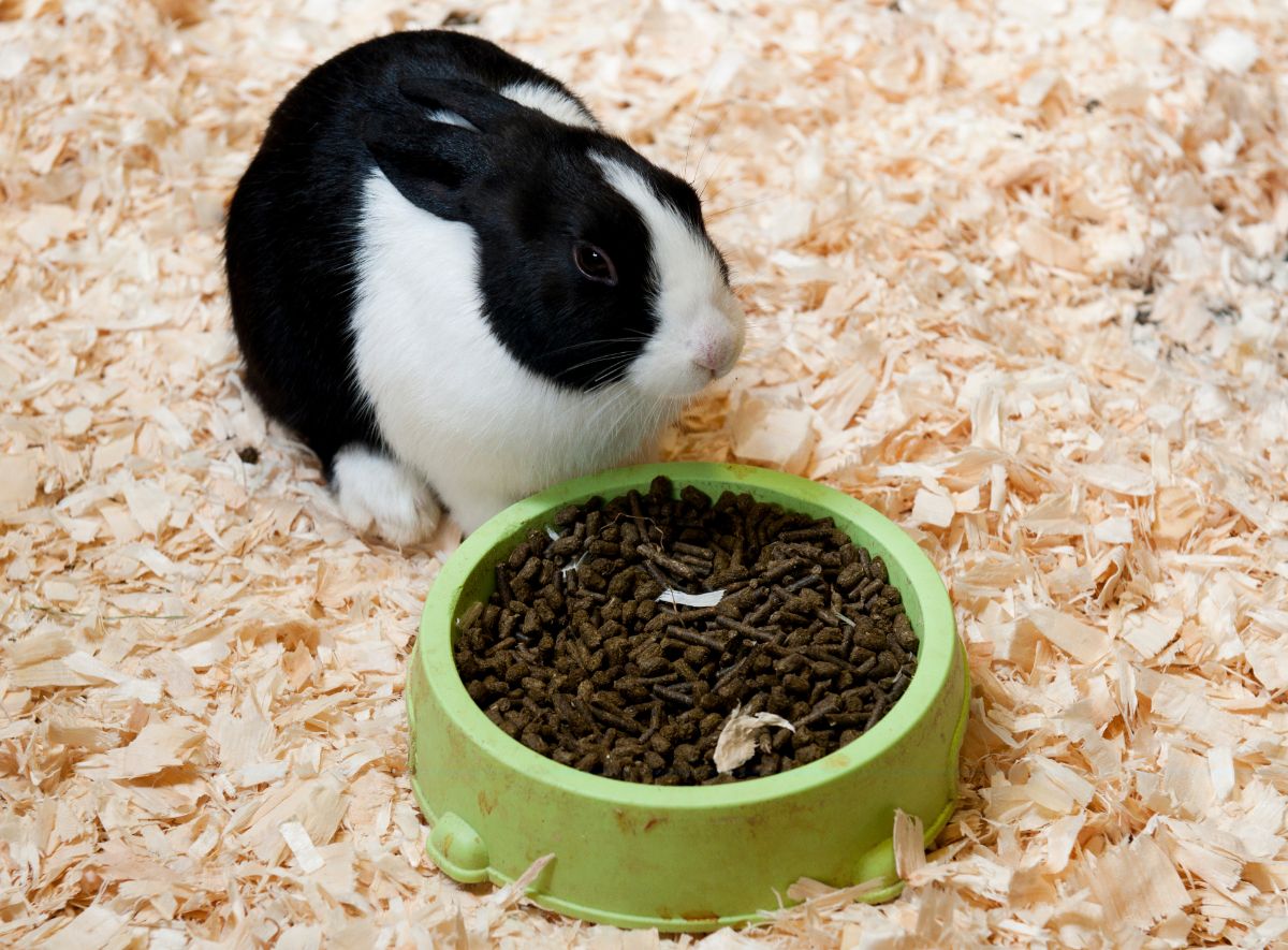 A domestic Dutch rabbit on shavings eating a bowl of pellets