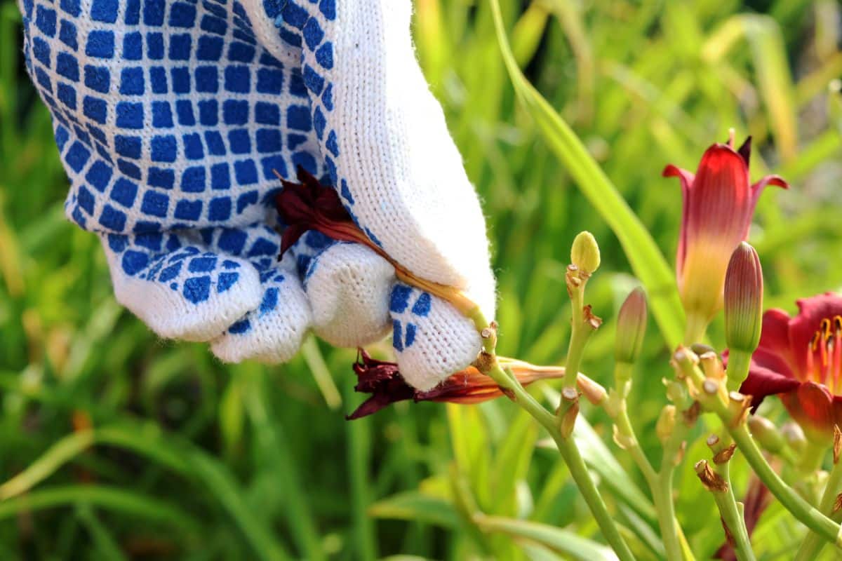 A gardener deadheading flowers on a lily to invite hummingbirds