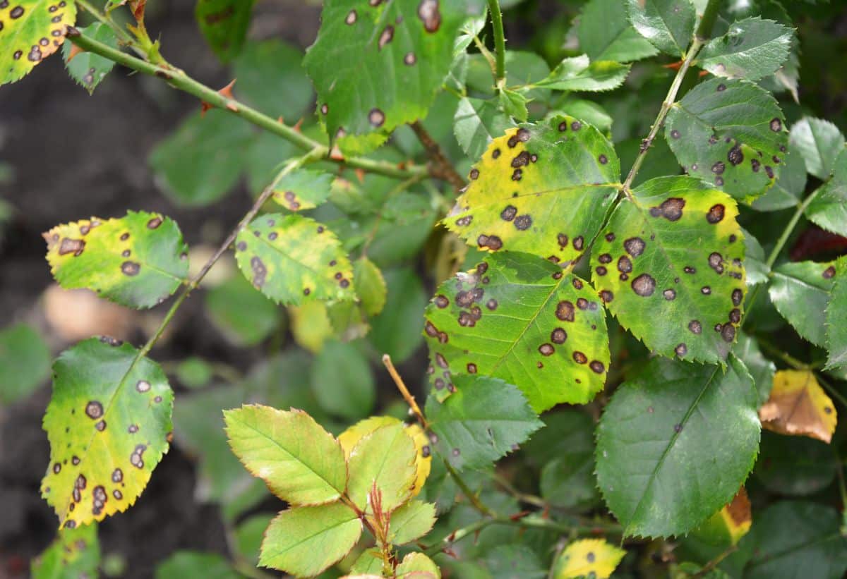 Decaying gray-black spots on rose leaves indicate black spot disease