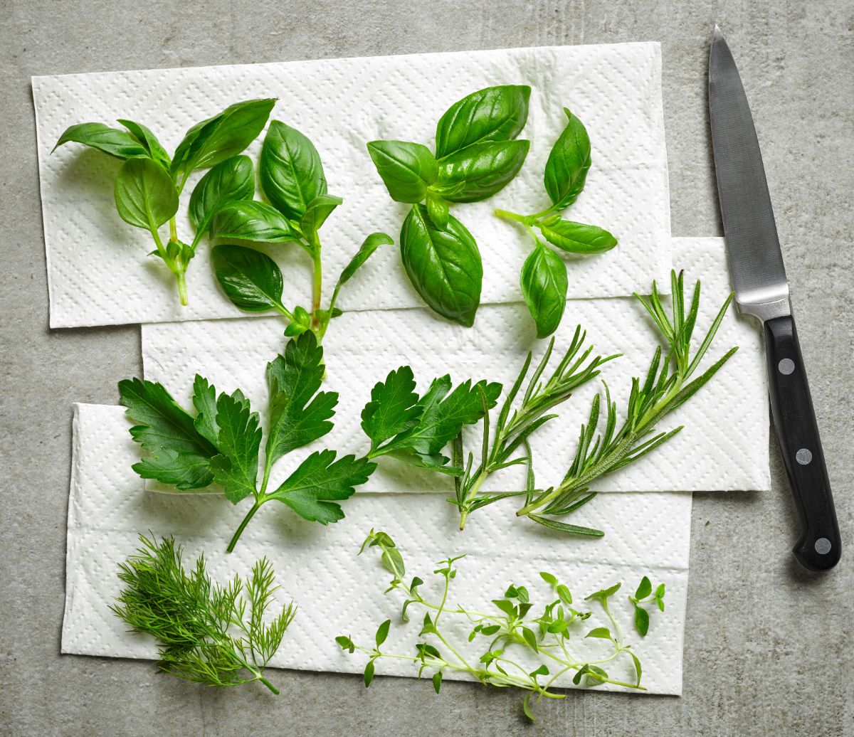 Herbs drying on a paper towel in the microwave