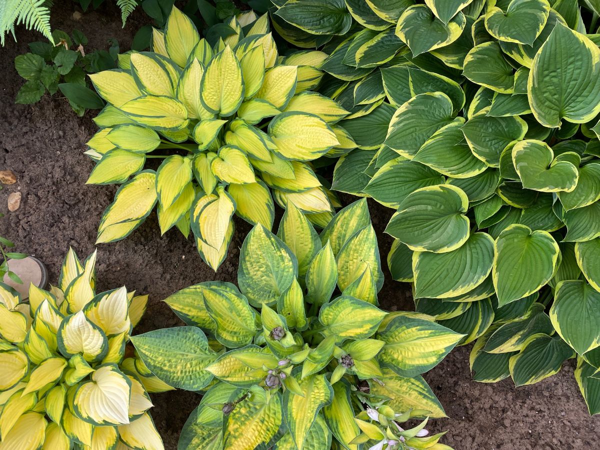 Different varieties of hosta planted together for interest and color
