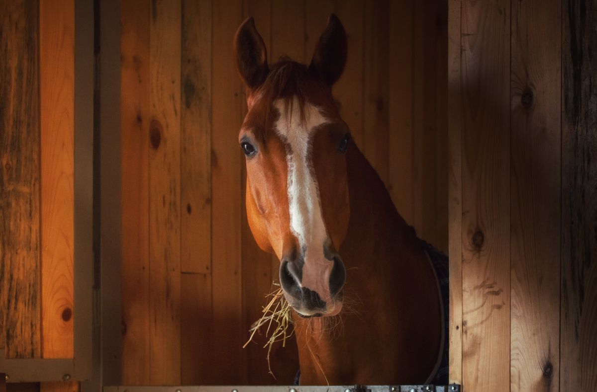 A horse looking out of its horse stall generating garden fertilizer