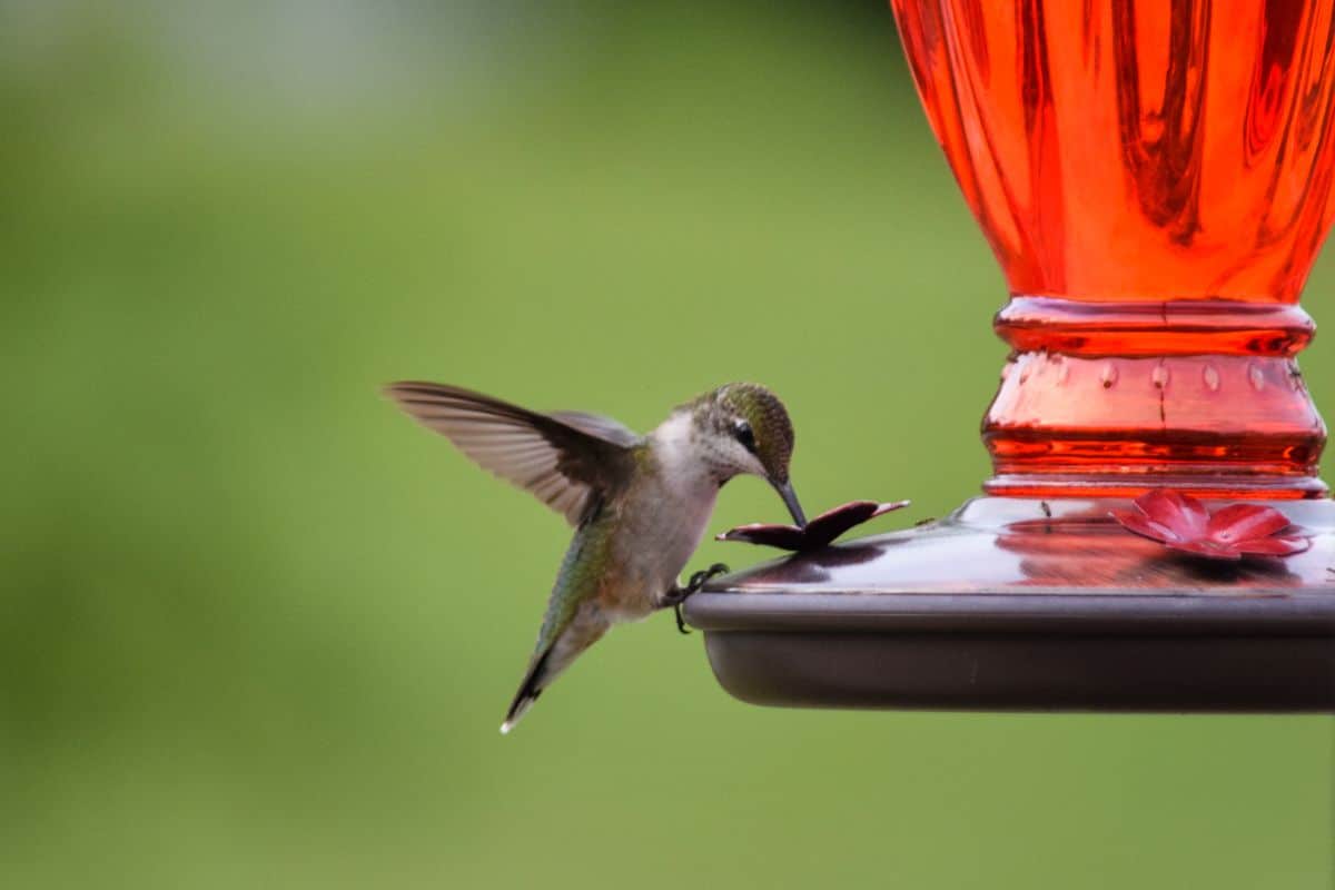 A hummingbird feeds at a hummingbird feeder