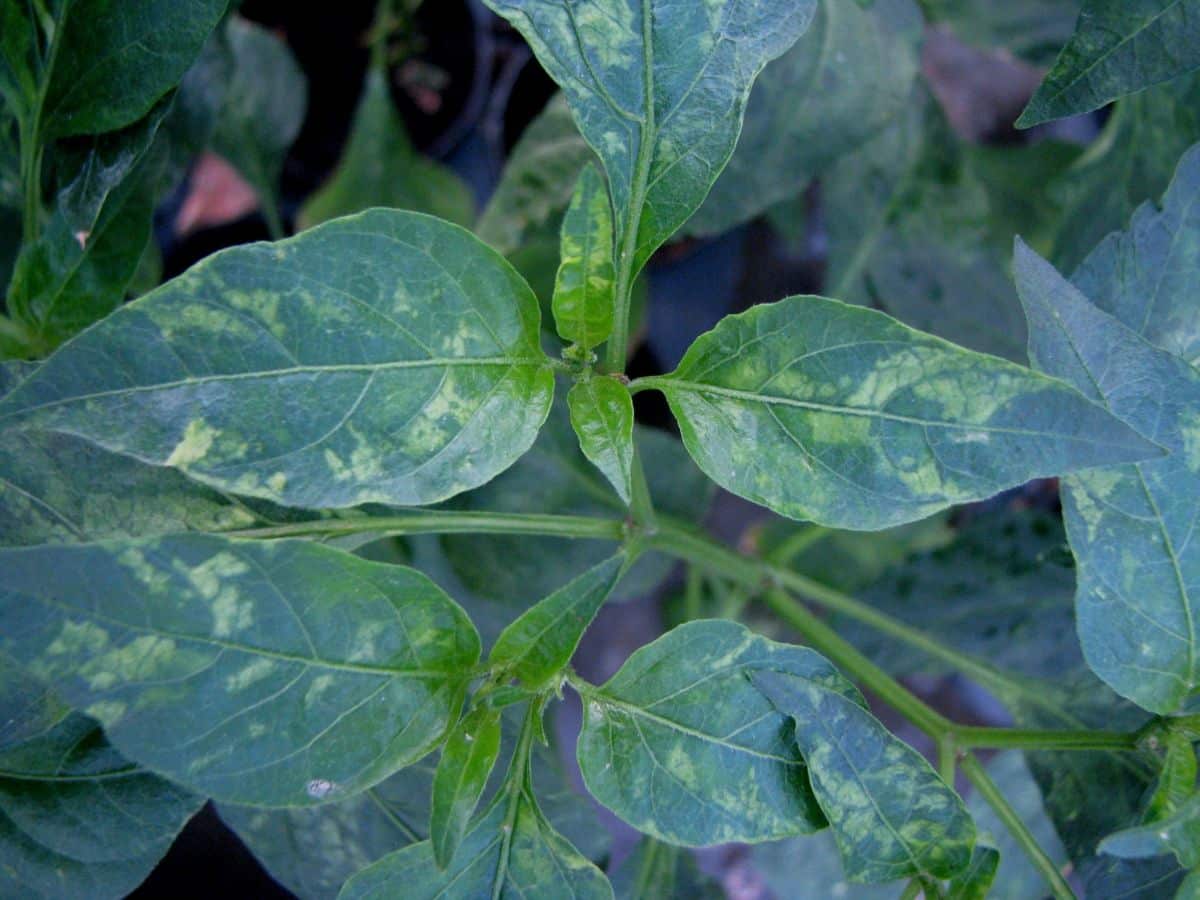 Mosaic virus on a pepper plant