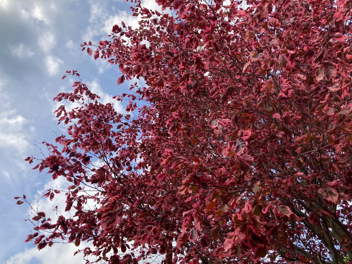 Reddish-pink foliage is a feature of the tricolor beech tree