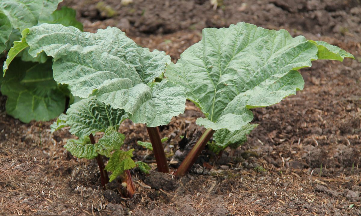 A young rhubarb plant planted in the fall