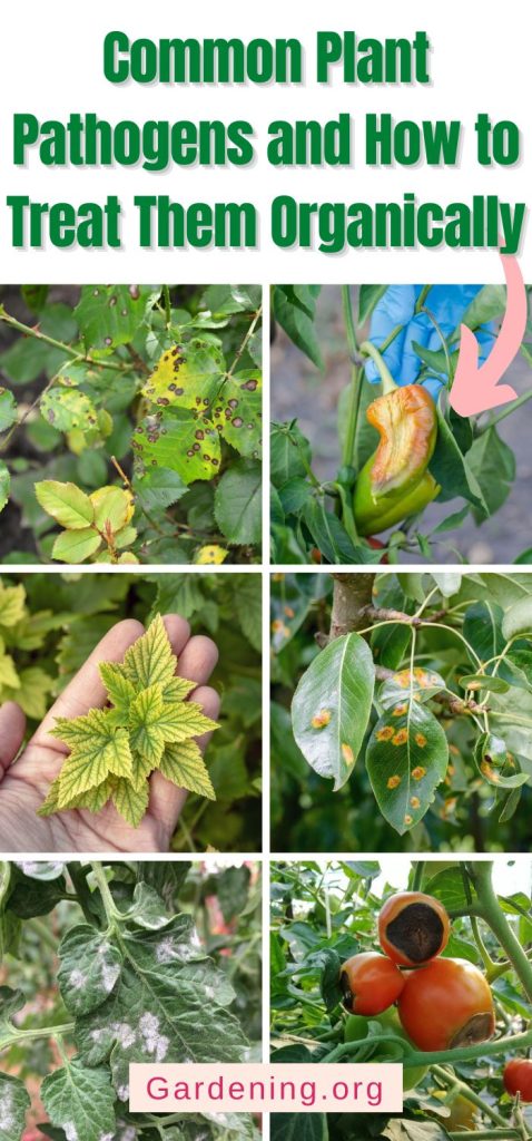 Common Plant Pathogens and How to Treat Them Organically pinterest image.