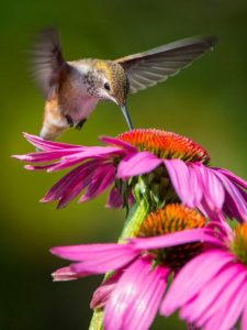 cropped-1-juvenile-rufous-hummingbird.jpg