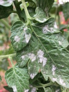 cropped-1-powdery-mildew-on-tomato.jpg