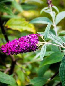 cropped-22-butterfly-bush.jpg