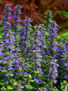 cropped-carpet-bugle-weed.jpg