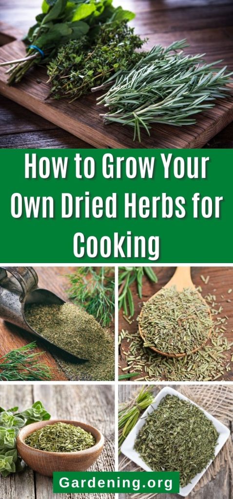 How to Grow Your Own Dried Herbs for Cooking pinterest image.