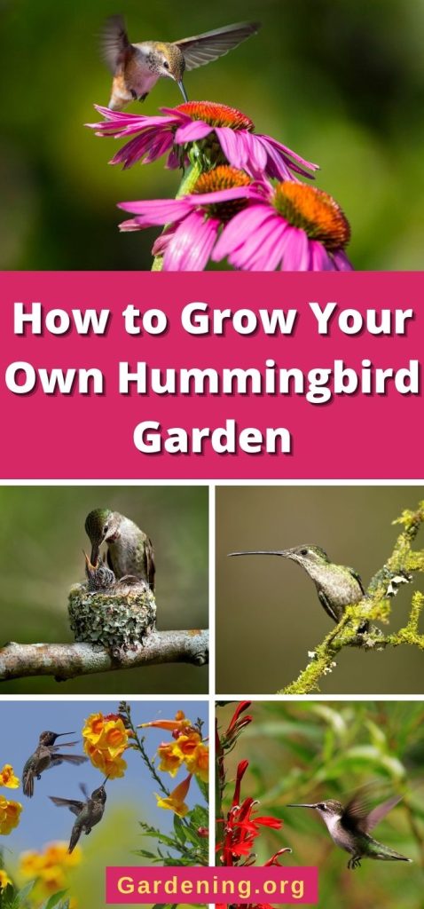 How to Grow Your Own Hummingbird Garden pinterest image.
