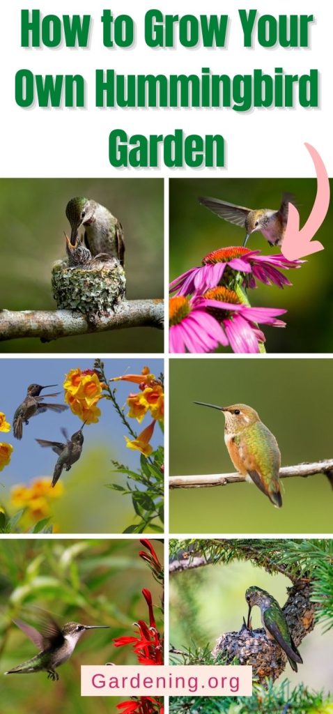 How to Grow Your Own Hummingbird Garden pinterest image.