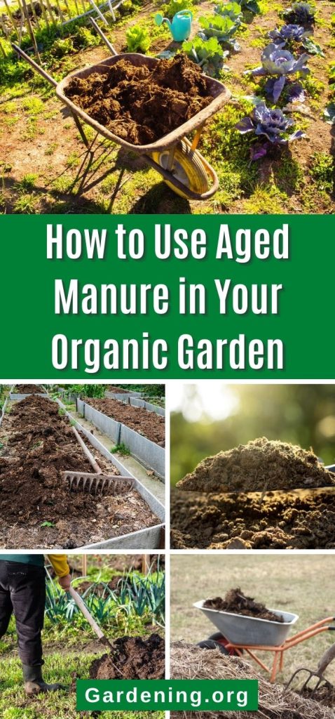 How to Use Aged Manure in Your Organic Garden pinterest image.