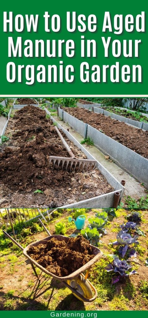 How to Use Aged Manure in Your Organic Garden pinterest image.