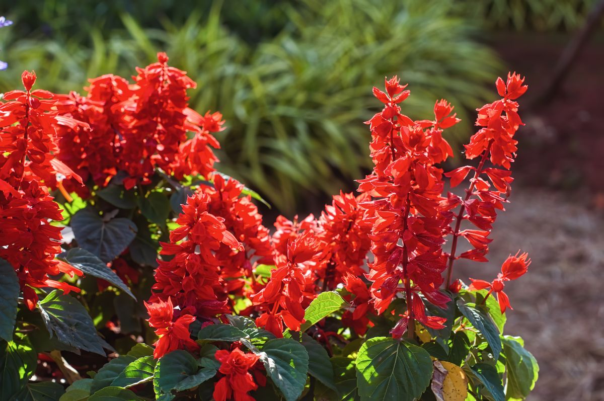 A bright red flowering plant attracts hummingbirds