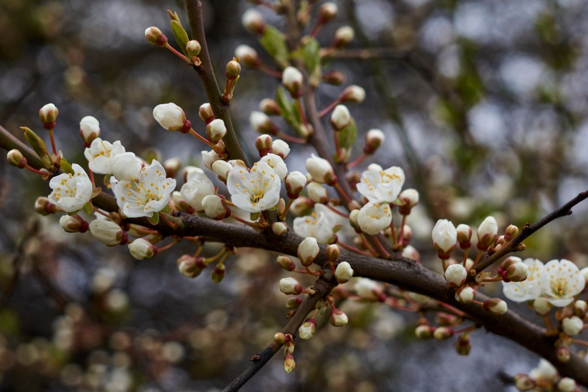 Blossoms open on a dwarf fruit tree