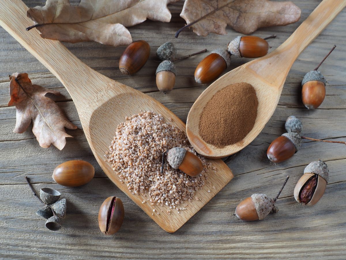 Acorn milled into flour in a scoop